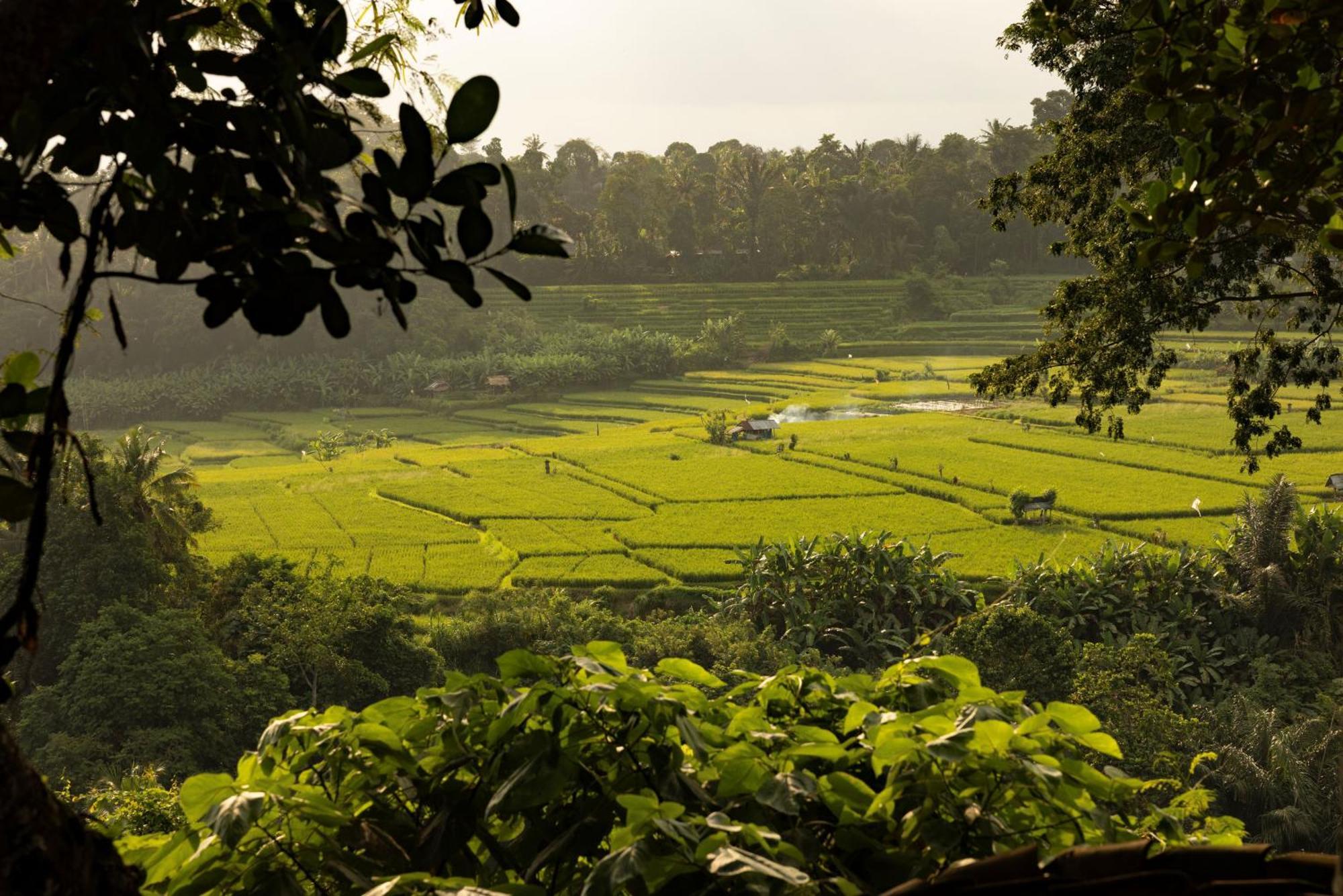 Bambu Indah Resort Ubud Exteriör bild